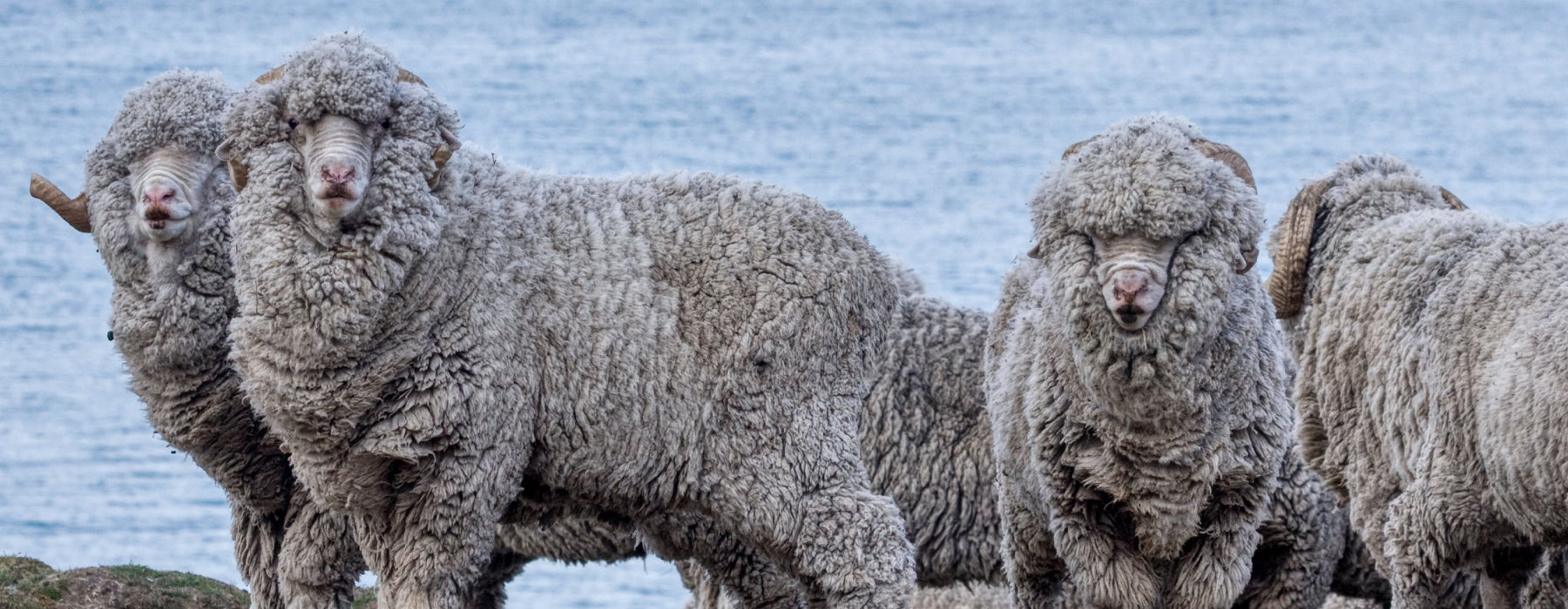 Merino wool sheep flock standing near water